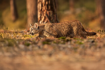 Obraz premium close detail of Cougar (Puma concolor), puma, mountain lion, panther, or catamount sneaking up on its prey