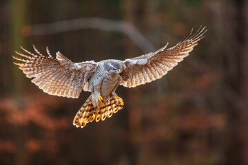 female The northern goshawk Accipiter gentilis in flight against the light