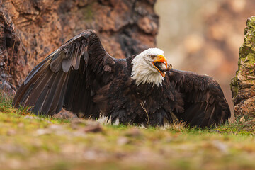 female bald eagle (Haliaeetus leucocephalus) swallows fish
