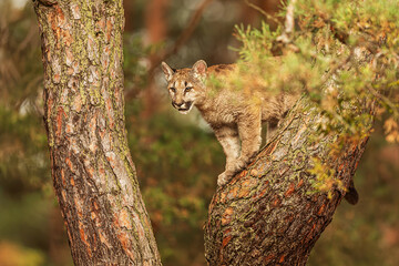 close detail of Cougar (Puma concolor), puma, mountain lion, panther, or catamount on the tree