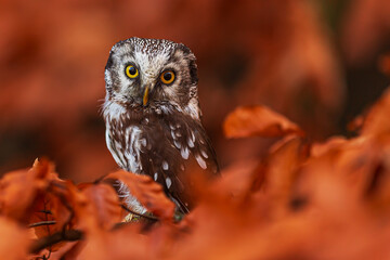 boreal owl or Tengmalm's owl (Aegolius funereus) sitting on a beech tree with orange leaves