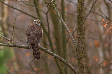 female The northern goshawk Accipiter gentilis on a tree in the forest