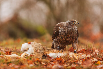 female The northern goshawk Accipiter gentilis predator caught a hare