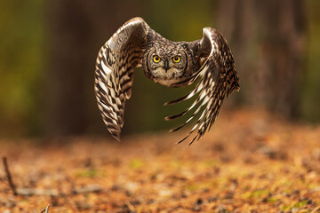 The spotted eagle-owl (Bubo africanus), also known as the African spotted eagle-owl in flight very...