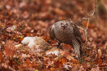 female The northern goshawk Accipiter gentilis slaughters prey on the ground