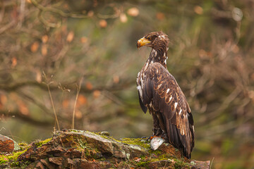 female White-tailed eagle (Haliaeetus albicilla) with the caught fish on the rock