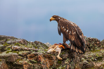 female White-tailed eagle (Haliaeetus albicilla) in the rocks