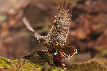 female Peregrine falcon (Falco peregrinus) tears the pheasant