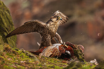 female Peregrine falcon (Falco peregrinus) has a pheasant as prey