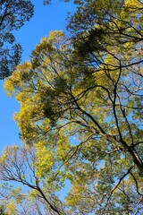 都心散歩　陽だまりの浜離宮