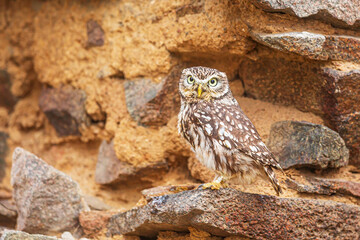 cute little owl (Athene noctua) in old masonry