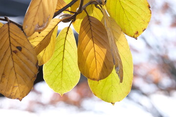 秋を感じる紅葉した木蓮の葉
