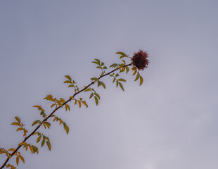 Bedeguar Gall forms spiky feature on wild rose on dark gray sky