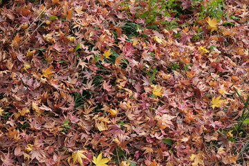 落葉した紅葉が秋風で乾燥した地面