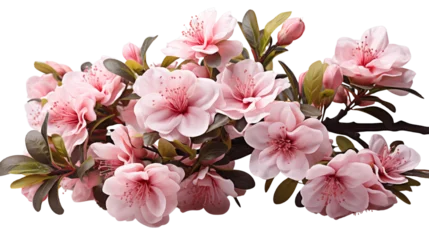 Vibrant pink azalea flower on a branch, ideal for seasonal and artistic floral designs, isolated on transparent background.