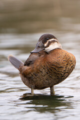 A portrait of a white-headed duck, Oxyura  leucocephala, standing up in the water 