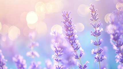 Obraz premium Lavendelzweige in Pastelltönen