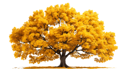 Large trees with bright yellow leaves, showcasing the vibrant colors of autumn, isolated on transparent background.