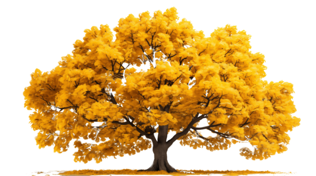 Large trees with bright yellow leaves, showcasing the vibrant colors of autumn, isolated on transparent background.