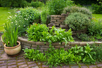 herb spiral in the garden with fresh herbs