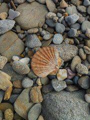 a large shell lies on the rocks