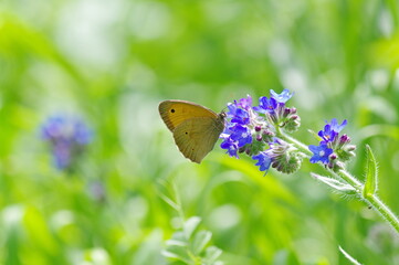 butterfly on a flower