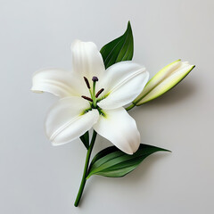 Obraz premium A delicate white lily flower with fresh green leaves and a budding bloom.