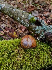 Snail on a Moss-Covered Branch