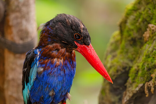 Closeup of Javan kingfisher on nature background