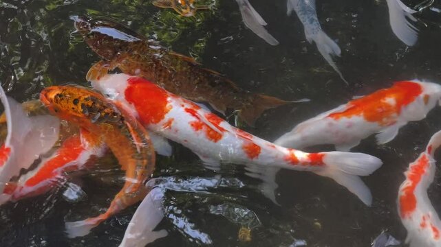 The colorful japanese Koi carp fish in the pond at the garden