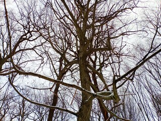 Crown of a large hornbeam in winter without leaves on the branches against a gray sky in cloudy winter weather. Forest winter background of the upper forest tier.