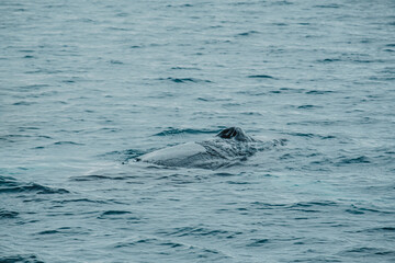 Fototapeta premium Humpback whale surfacing in the ocean near Húsavík, North Iceland, showcasing marine wildlife in its natural Arctic habitat