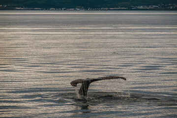 Fototapeta premium Humpback whale tail fluke emerging from the ocean near Húsavík, North Iceland, during a whale-watching expedition in the Arctic waters.