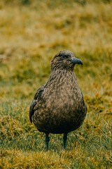 Arctic Skua standing on mossy tundra in South Iceland, showcasing its rugged beauty in a remote natural habitat.