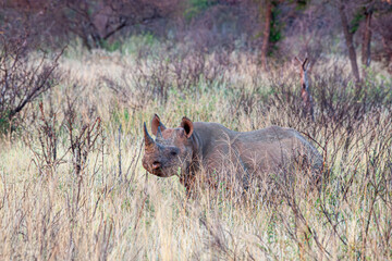 Black Rhino hiding in the African bush