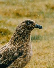 Close-up profile of an Arctic Skua with wet feathers in South Iceland, highlighting its sharp features and natural habitat during light rainfall