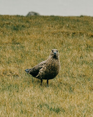 Arctic Skua standing on mossy tundra in South Iceland, showcasing its rugged beauty in a remote natural habitat.