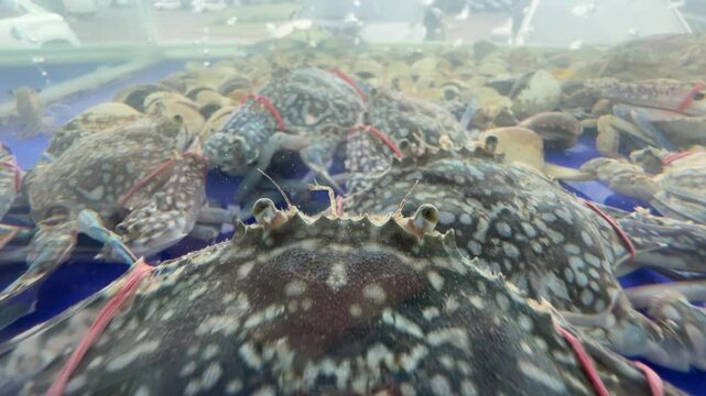 a close up look of a blue crab head. kepiting rajungan or portunidae in a water tank. blue crab is a type of crab that lives in the sea. lower crab, blue swimmer crab, blue manna crab. seafood market