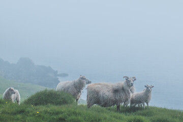 Icelandic sheep grazing on a misty coastal hillside in East Iceland.