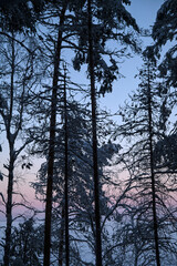 Winter landscape with snowy pine trees against the evening winter sky