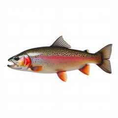 Fototapeta premium Healthy rainbow trout freshwater fish (Oncorhynchus mykiss) - isolated on white background