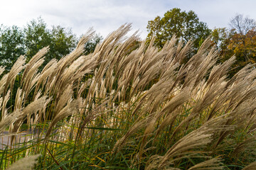 Golden Ornamental Grass Swaying in the Wind