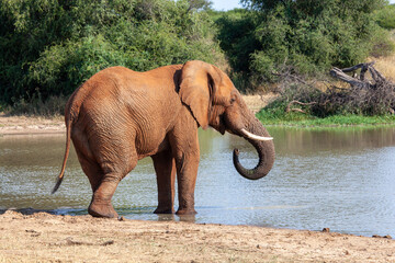 Single African Elephant at a watering hole