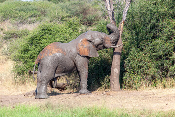 Muddy African Elephant pushing against a tree