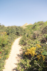Yellow flowers hanging over a sand path through coastal dunes in the Cape Cod National Seashore. The background is blurred. The dunes are covered with green bushes and grasses. The sky is summer blue 