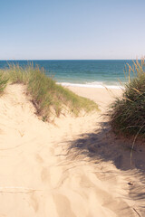 A sandy path through the dunes and grass leading to the beach on the Cape Cod National Seashore on a blue sky summer day. Waves are visible in the blue ocean and green grasses are growing on a hot day
