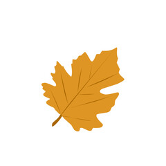 Autumn leaf illustration. Autumn leaf illustration leaves falling in autumn time 