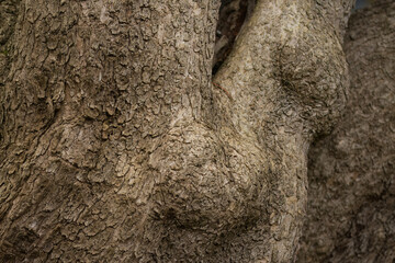 Structure of tree bark, tree bark, wood pattern, tree pattern, grooved structure, brown grooves, branched bark, brown background