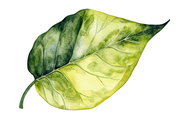 Naklejka premium A vibrant green and yellow leaf showcasing intricate veining and texture, reflecting natural beauty.