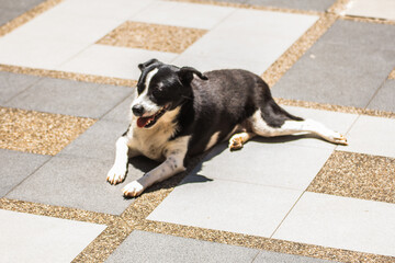Thailand black stray dog on floor